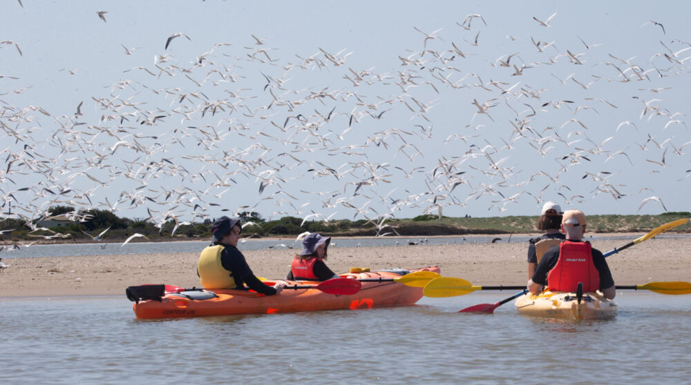 kayak and birds in flight scaled e1701586712974 | Explore the beautiful South Australian Coorong by kayak with Canoe the Coorong