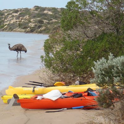 Emu beach Coorong canoe kayak photo
