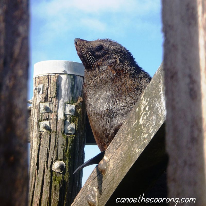 Barrage Seal | Explore the beautiful South Australian Coorong by kayak with Canoe the Coorong
