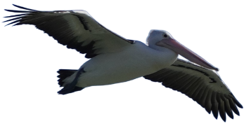 Coorong Pelican