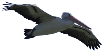 Coorong Pelican