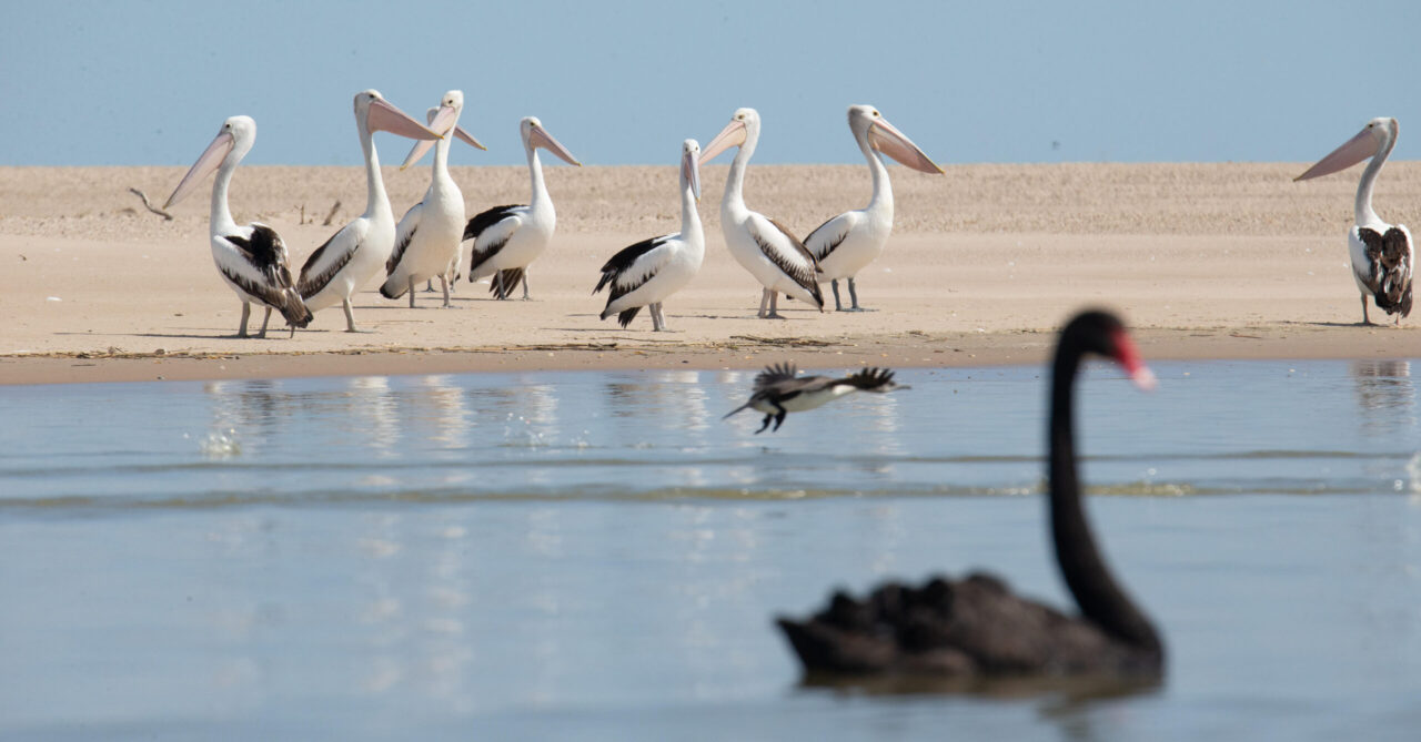 pelicans swans1 scaled e1701586213202 | Explore the beautiful South Australian Coorong by kayak with Canoe the Coorong