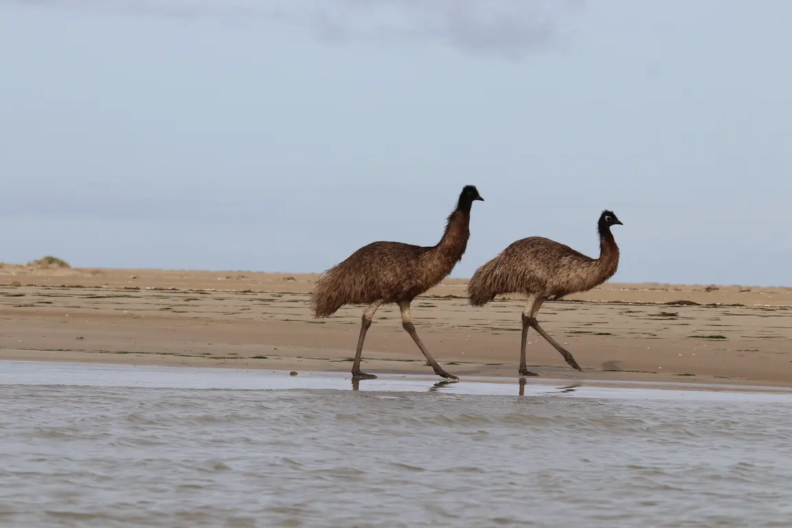 Coorong bird watching tour with Canoe The Coorong