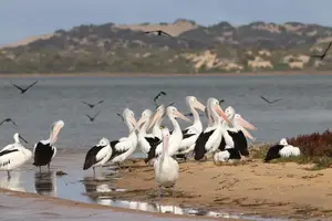 Tour Mini 4 | Explore the beautiful South Australian Coorong by kayak with Canoe the Coorong