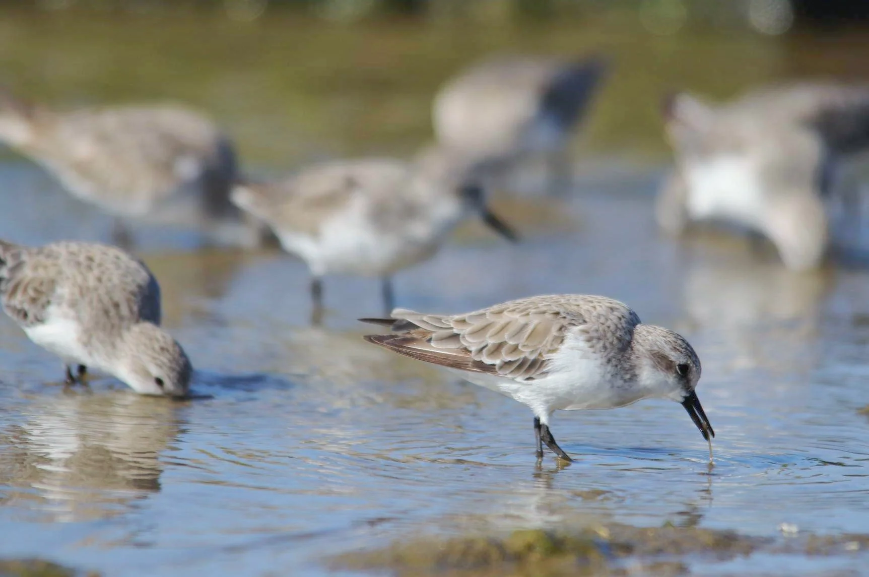 Sandpipers hunting in the Coorong