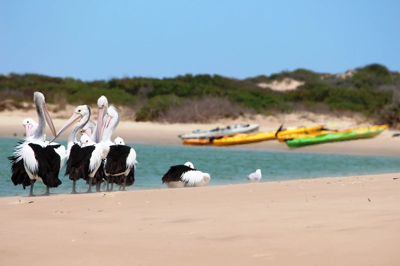 Canoe The Coorong coorong tour pelican and kayaks | Explore the beautiful South Australian Coorong by kayak with Canoe the Coorong