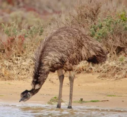 Emu drinking on the edge of the Coorong